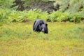 Black bear hunting for berries Royalty Free Stock Photo