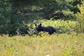 Black bear hunting for berries Royalty Free Stock Photo