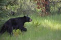 Black bear hunting for berries Royalty Free Stock Photo