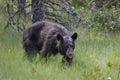 Black bear hunting for berries Royalty Free Stock Photo