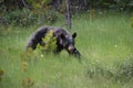 Black bear hunting for berries Royalty Free Stock Photo