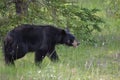 Black bear hunting for berries Royalty Free Stock Photo