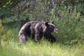 Black bear hunting for berries Royalty Free Stock Photo