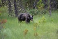 Black bear hunting for berries Royalty Free Stock Photo