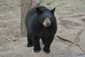 Black Bear Royalty Free Stock Photo