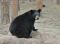 Black Bear Royalty Free Stock Photo