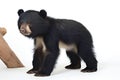 Black bear isolated on white background, (Helarctos malayanus)