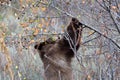 Black bear at Jackson Hole Wildlife eating berries Royalty Free Stock Photo