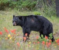 Black bear in Jasper National Park Royalty Free Stock Photo