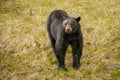 Black bear in Kootney national park curiously looking around