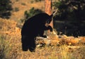 Black Bear on Log Royalty Free Stock Photo
