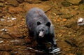 Black Bear looking for Salmon at Prince Of Whales in Alaska Royalty Free Stock Photo