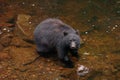 Black Bear looking for Salmon at Prince Of Whales in Alaska Royalty Free Stock Photo