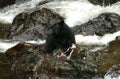 Black Bear looking for Salmon at Prince Of Whales in Alaska. Wales, island. Royalty Free Stock Photo