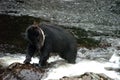 Black Bear looking for Salmon at Prince Of Whales in Alaska. Wales, island. Royalty Free Stock Photo