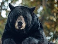 black bear looking at you Royalty Free Stock Photo