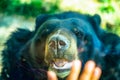 Black bear looks out behind the glass window