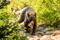 Black Bear Meanders Down Over Grown Trail In Grand Teton