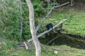 Black Bear mother and baby cub climbing in a tree top summer time, Acadieville New Brunswick Canada Royalty Free Stock Photo