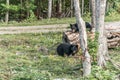 Black Bear mother and baby cub climbing in a tree top summer time, Acadieville New Brunswick Canada Royalty Free Stock Photo