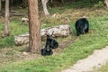 Black Bear mother and baby cub climbing in a tree top summer time, Acadieville New Brunswick Canada Royalty Free Stock Photo