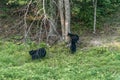 Black Bear mother and baby cub climbing in a tree top summer time, Acadieville New Brunswick Canada Royalty Free Stock Photo