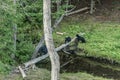 Black Bear mother and baby cub climbing in a tree top summer time, Acadieville New Brunswick Canada Royalty Free Stock Photo