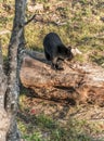 Black Bear mother and baby cub climbing in a tree top summer time, Acadieville New Brunswick Canada Royalty Free Stock Photo