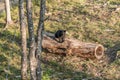 Black Bear mother and baby cub climbing in a tree top summer time, Acadieville New Brunswick Canada Royalty Free Stock Photo