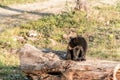 Black Bear mother and baby cub climbing in a tree top summer time, Acadieville New Brunswick Canada Royalty Free Stock Photo