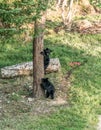 Black Bear mother and baby cub climbing in a tree top summer time, Acadieville New Brunswick Canada Royalty Free Stock Photo