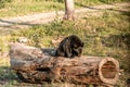 Black Bear mother and baby cub climbing in a tree top summer time, Acadieville New Brunswick Canada Royalty Free Stock Photo