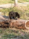 Black Bear mother and baby cub climbing in a tree top summer time, Acadieville New Brunswick Canada Royalty Free Stock Photo