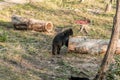 Black Bear mother and baby cub climbing in a tree top summer time, Acadieville New Brunswick Canada Royalty Free Stock Photo