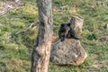 Black Bear mother and baby cub climbing in a tree top summer time, Acadieville New Brunswick Canada Royalty Free Stock Photo