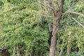 Black Bear mother and baby cub climbing in a tree top summer time, Acadieville New Brunswick Canada Royalty Free Stock Photo