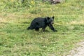 Black Bear mother and baby cub summer time, Acadieville New Brunswick Canada Royalty Free Stock Photo