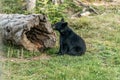 Black Bear mother and baby cub summer time, Acadieville New Brunswick Canada Royalty Free Stock Photo