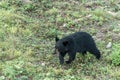 Black Bear mother and baby cub summer time, Acadieville New Brunswick Canada Royalty Free Stock Photo