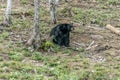 Black Bear mother and baby cub summer time, Acadieville New Brunswick Canada Royalty Free Stock Photo