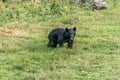 Black Bear mother and baby cub summer time, Acadieville New Brunswick Canada Royalty Free Stock Photo