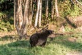 Black Bear mother and baby cub summer time, Acadieville New Brunswick Canada Royalty Free Stock Photo