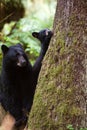Black bear mother and cub Royalty Free Stock Photo