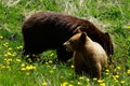 Black bear mother and cub lookign for food in dandelion meadow