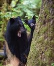 Black bear mother and cub Royalty Free Stock Photo