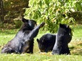 Black Bear Mother and Cubs fatten up for winter Royalty Free Stock Photo