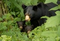 Black Bear Mother And Cubs In Forest Royalty Free Stock Photo