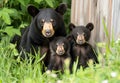 Black Bear Mother and Cubs in Grassy Meadow Royalty Free Stock Photo