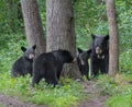 Black bear family Royalty Free Stock Photo