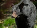 Black Bear in Pennsylvania